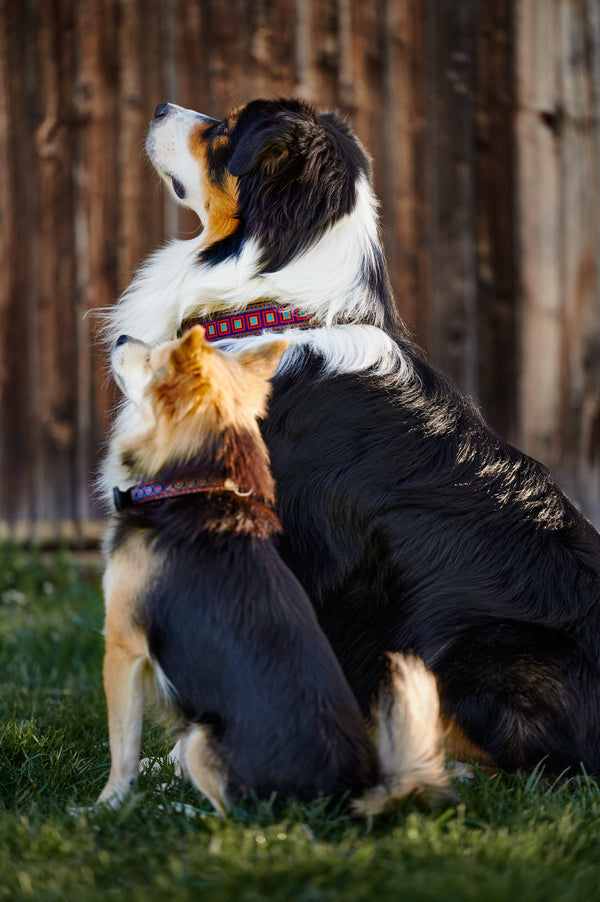 Obroża dla psa Easy Living