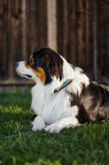 Obroża dla psa Era Wodnika