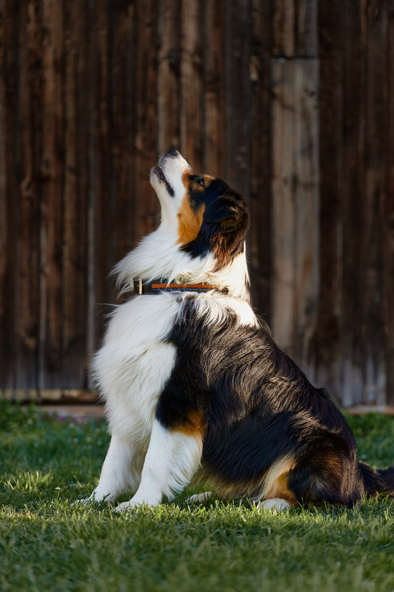 Obroża dla psa Peace &amp; Harmony