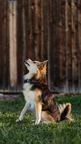 Obroża dla psa Woodstock