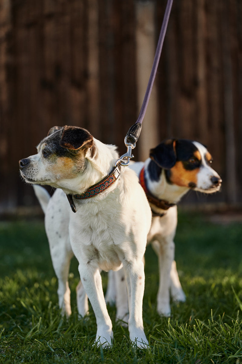 Obroża dla psa Woodstock