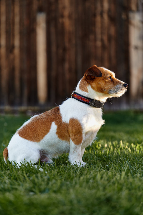 Obroża dla psa Golden Gate