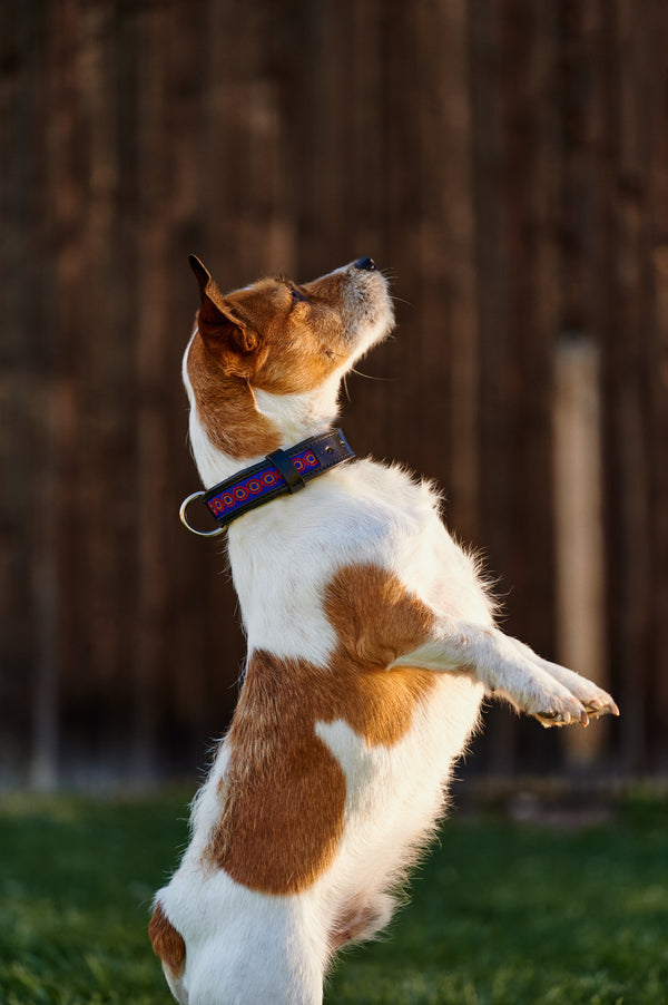 Obroża dla psa Good Vibes