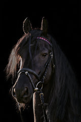 Naczółki dla koni Easy Living